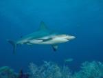 Подводная фотография акулы