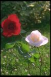 拍摄的深红色和白玫瑰