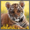 Аватар с тигренком