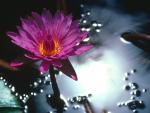Silk Purple Water Lily.jpg