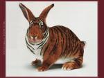 кролик в раскраске тигра
