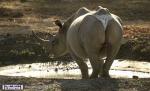 носорог в трусах стрингах
