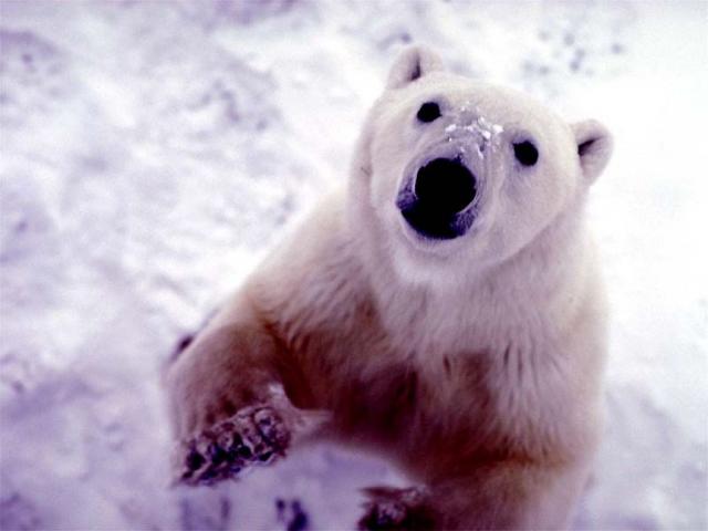 Фотография белого медведя смотрящего в камеру