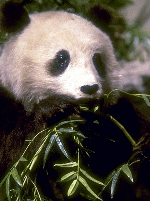Картинка с пандой поедающей бамбуковые листья