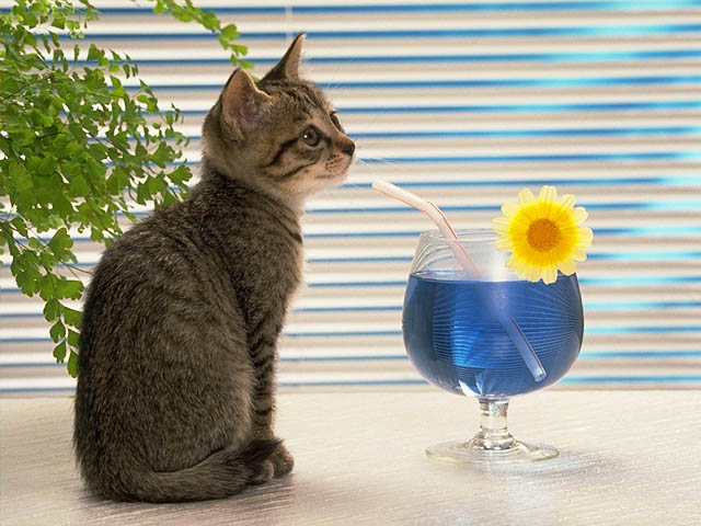 Фото котенка с бокалом