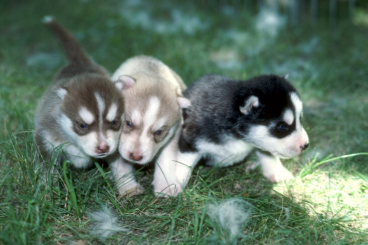 три маленьких щенка хаски